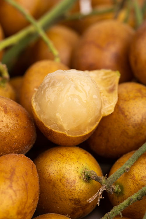 黃皮果特寫(xiě)特產(chǎn)夏季水果美食攝影圖 攝影