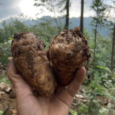 天麻批發(fā)市場(chǎng)