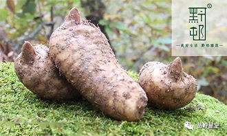 雷公山瑰寶 烏桿天麻