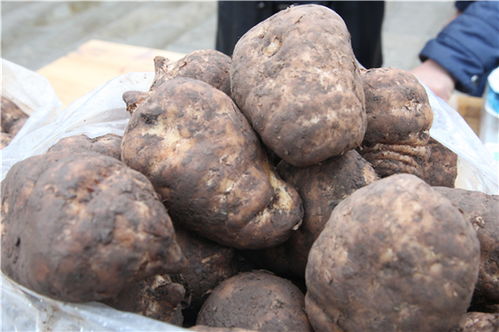 解讀 國(guó)家衛(wèi)健委發(fā)文 對(duì)靈芝 天麻等9種物質(zhì)試點(diǎn)既是食品又是中藥材管理