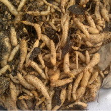 鮮天麻批發價格 鮮天麻批發批發 鮮天麻批發廠家 