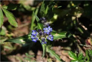 我國9大氣候地區適合種植哪些中草藥
