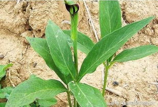 一年就可以賣錢的藥材,種植周期短風(fēng)險小,你知道有哪幾種