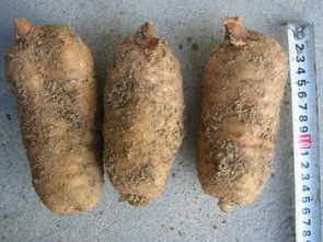 徐洪熊教大家種植天麻，發(fā)家致富之路