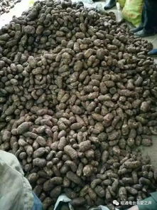 彝鄉(xiāng)寶藏 天麻之外，還有這些生態(tài)饋贈(zèng)值得品味