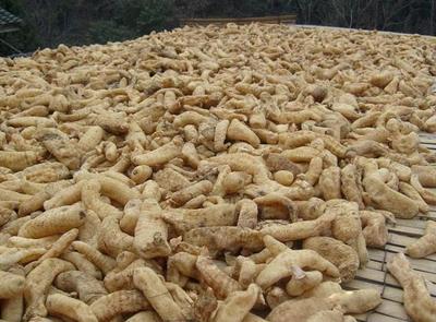 古代釀中珍品，天麻 無(wú)根無(wú)葉高兩米，曬干一斤三百元